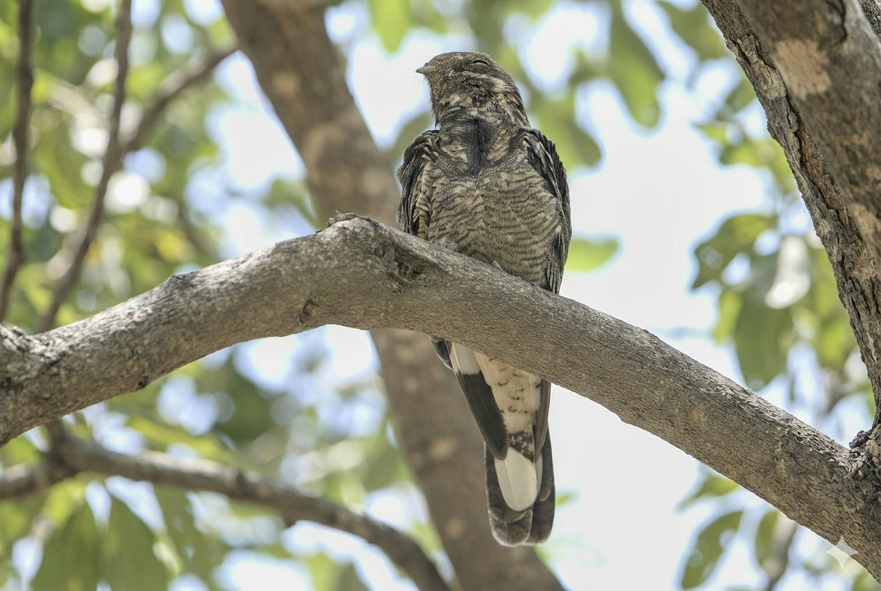 Standard-winged Nightjar